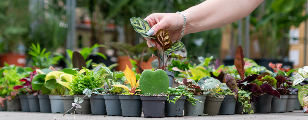 Haworthia