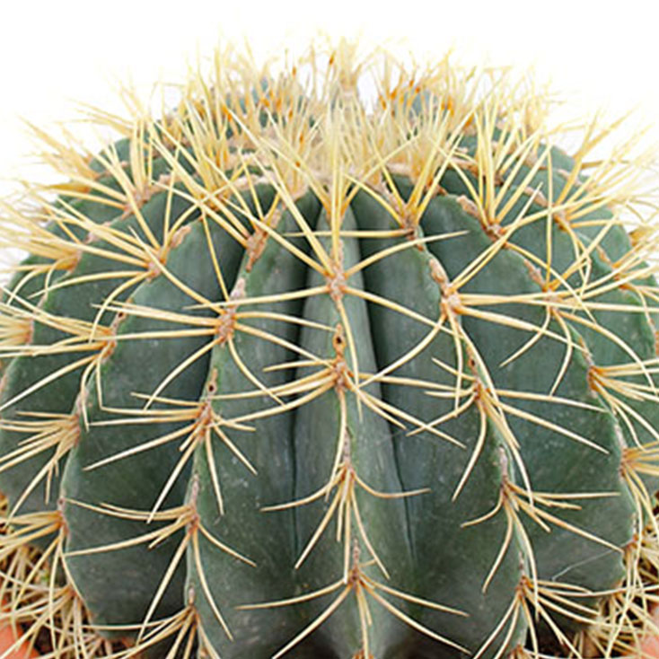 Kaktus Pflege