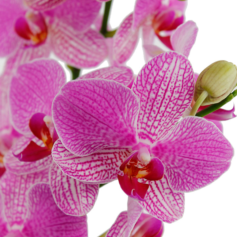 Orchidee Pflege