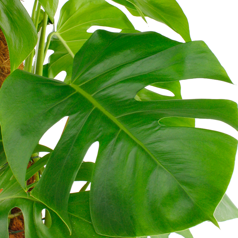 Philodendron Pflege